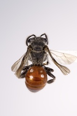 Sphecodes confertus