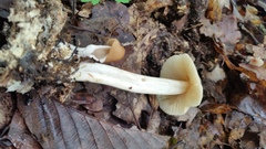 Marasmius nigrodiscus