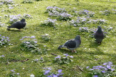 Columba livia domestica