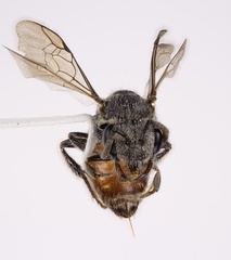 Sphecodes confertus