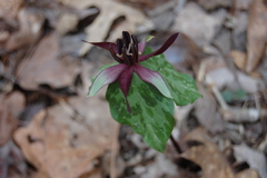 Trillium stamineum
