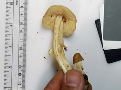 Marasmius nigrodiscus