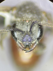Sphecodes confertus