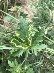 Calycomyza malvae
