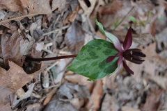 Trillium stamineum