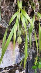 Prosthechea ochracea