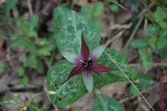 Trillium stamineum