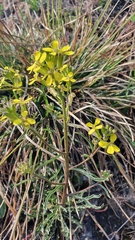 Erysimum crepidifolium