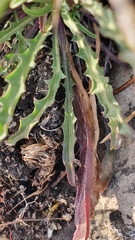 Erysimum crepidifolium