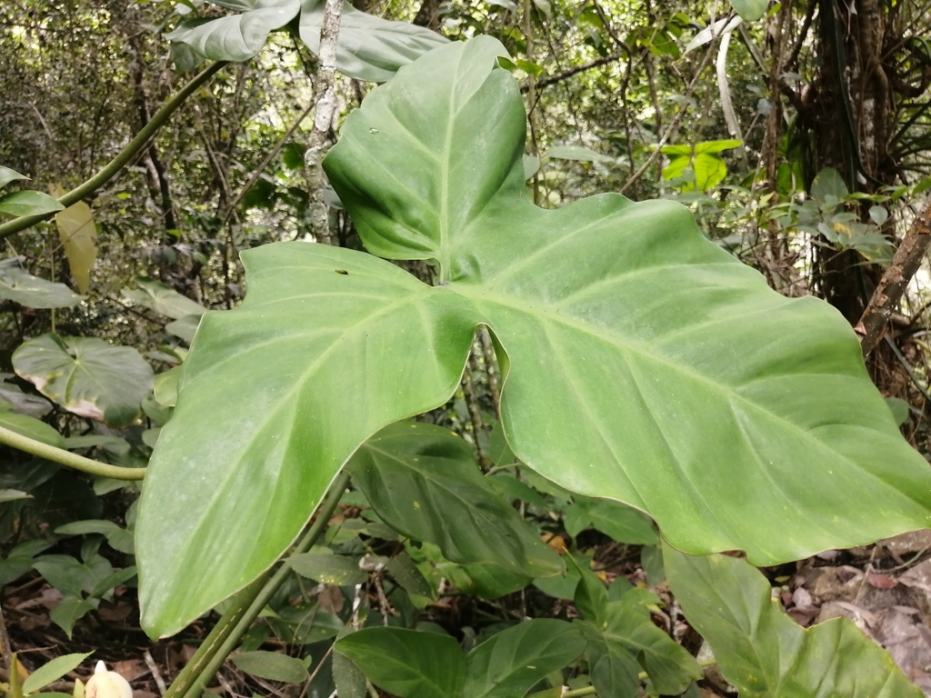 Philodendron barrosoanum; photograph (c) GERMAN LEONEL SARMIENTO CRUZ, some rights reserved (CC BY)