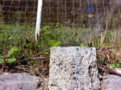 Podarcis muralis