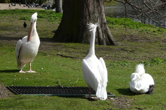 Pelecanus onocrotalus