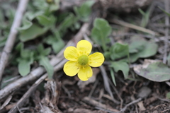 Ranunculus glaberrimus
