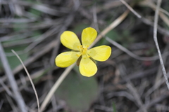 Ranunculus glaberrimus