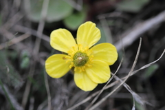 Ranunculus glaberrimus