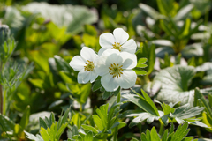 Anemonastrum villosissimum