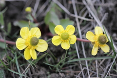 Ranunculus glaberrimus