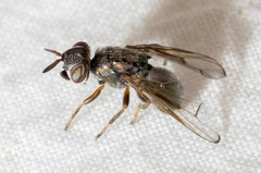 Senopterina foxleei