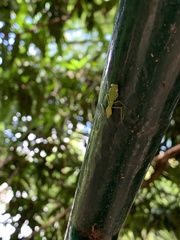 Photina