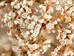 Euphilotes pallescens elvirae