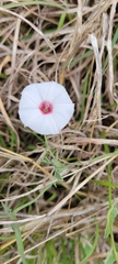 Convolvulus equitans
