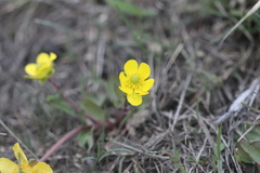 Ranunculus glaberrimus