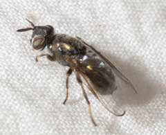 Senopterina foxleei