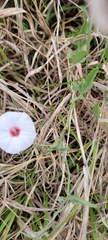 Convolvulus equitans