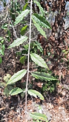 Sageretia elegans