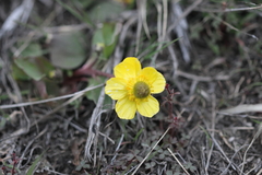 Ranunculus glaberrimus