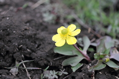 Ranunculus glaberrimus