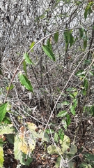 Sageretia elegans