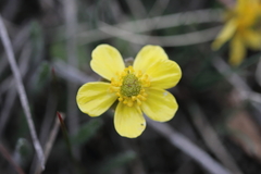 Ranunculus glaberrimus