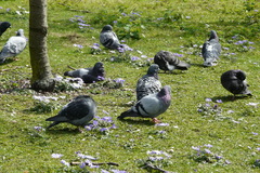 Columba livia domestica