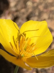 Eschscholzia