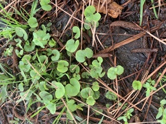 Centella uniflora