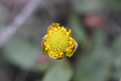 Ranunculus glaberrimus