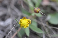 Ranunculus glaberrimus