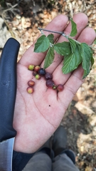 Sageretia elegans