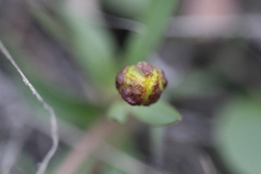 Ranunculus glaberrimus