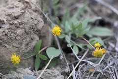Ranunculus glaberrimus
