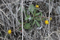 Ranunculus glaberrimus