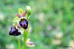 Ophrys sphegodes atrata