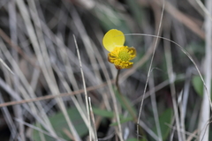 Ranunculus glaberrimus
