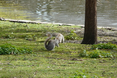 Sciurus carolinensis