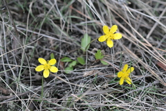 Ranunculus glaberrimus