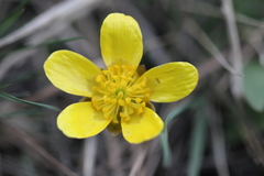Ranunculus glaberrimus