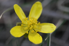 Ranunculus glaberrimus