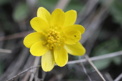 Ranunculus glaberrimus