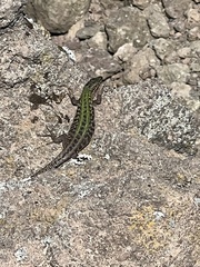 Podarcis siculus